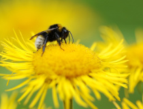 Čmelák zemní (Bombus terrestris L.)