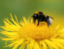 Čmelák zemní (Bombus terrestris L.)