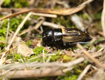 Cvrček polní (Gryllus campestris)