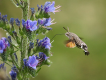 Dlouhozobka svízelová (Macroglossum stellatarum)