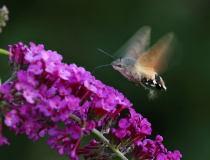 Dlouhozobka svízelová (Macroglossum stellatarum)