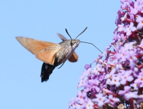 Dlouhozobka svízelová (Macroglossum stellatarum)