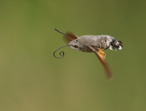 Dlouhozobka svízelová (Macroglossum stellatarum)