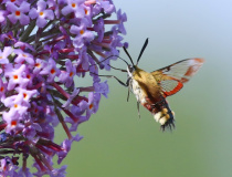 ;Dlouhozobka zimolezová (Hemaris fuciformis)