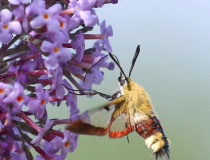 Dlouhozobka zimolezová (Hemaris fuciformis)