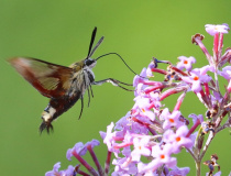 Dlouhozobka zimolezová (Hemaris fuciformis)