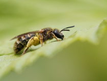 Drevobytka (Chelostoma sp.)