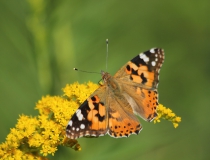 Babočka bodláková (Vanessa cardui)