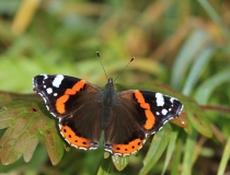Babočka admirál (Vanessa atalanta)