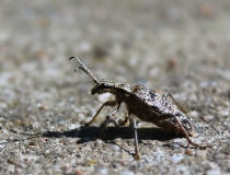 105.Kousavec korový (Rhagium inquisitor)