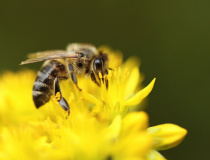 Včela medonosná (Apis mellifera)
