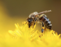 Včela medonosná (Apis mellifera)