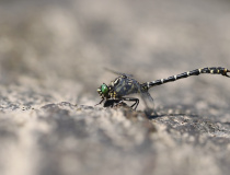 Klínatka vidlitá (Onychogomphus forcipatus)