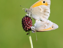 Kopulace okáče poháňkového (Coenonympha pamphilus L.)