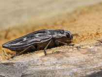 Krasec měďák (Chalcophora mariana)