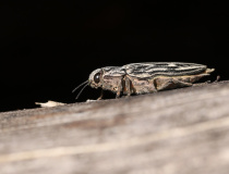Krasec měďák (Chalcophora mariana)