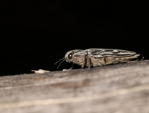 Krasec měďák (Chalcophora mariana)