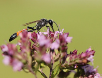 Kutilka písečná (Ammophila sabulosa)