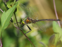 Lesklice zelenavá (Somatochlora metallica)