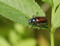 Listokaz zahradní (Phyllopertha horticola)