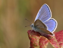 Modrásek jehlicový (Polyommatus icarus)