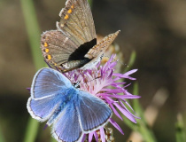 Modrásek jehlicový (Polyommatus icarus) - samec a samice