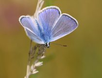 Modrásek jehlicový (Polyommatus icarus)