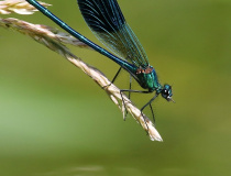 Motýlice lesklá (Calopteryx splendens) - samec
