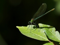 Motýlice obecná (Calopteryx virgo)