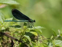 Motýlice obecná (Calopteryx virgo) - samec