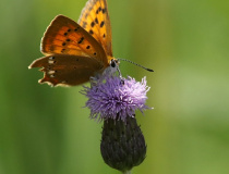 Ohniváček celíkový (Lycaena virgaureae) - samice