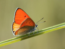 Ohniváček celíkový (Lycaena virgaureae L.) - samec