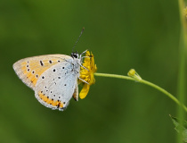 Rub křídel ohniváčka černočárného (Lycaena dispar) - samice