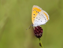 Rub křídel ohniváčka černočárného (Lycaena dispar) - samice