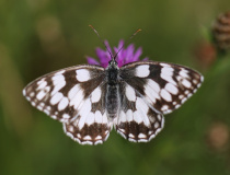 Okáč bojínkový (Melanargia galathea)