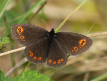 Okáč rosičkový (Erebia medusa)