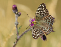Perleťovec stříbropásek (Argynnis paphia)