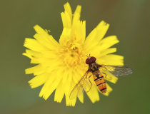 Pestřenka pruhovaná (Episyrphus balteatus)