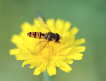 Pestřenka pruhovaná (Episyrphus balteatus)