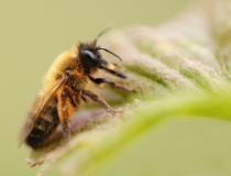 Pískorypka ryšavá (Andrena fulva) 