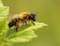 Pískorypka ryšavá (Andrena fulva) 