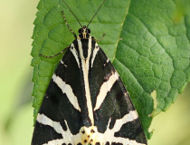 Přástevník kostivalový (Euplagia quadripunctaria)