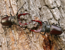 Roháč obecný (Lucanus cervus) - samec
