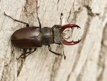 Roháč obecný (Lucanus cervus) - samec