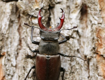 Roháč obecný (Lucanus cervus) - samec