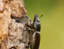 Roháč obecný (Lucanus cervus) - samice