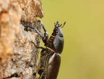 Roháč obecný (Lucanus cervus) - samice