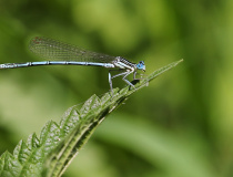 Šidélko brvonohé (Platycnemis pennipes)