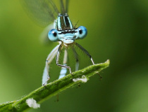 Šidélko brvonohé (Platycnemis pennipes)