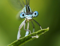 Šidélko brvonohé (Platycnemis pennipes)